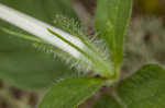 Fringeleaf wild petunia